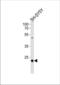 CCAAT Enhancer Binding Protein Delta antibody, TA324499, Origene, Western Blot image 