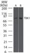 NAK antibody, TA336453, Origene, Western Blot image 