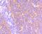 BCL2 Related Protein A1 antibody, A03850-2, Boster Biological Technology, Immunohistochemistry frozen image 