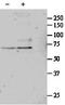 Serum Response Factor antibody, TA311257, Origene, Western Blot image 