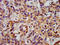 G Protein-Coupled Receptor 1 antibody, LS-C670963, Lifespan Biosciences, Immunohistochemistry paraffin image 