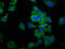 Neural cell adhesion molecule 2 antibody, LS-C672043, Lifespan Biosciences, Immunofluorescence image 