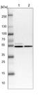 NAP1L1 antibody, NBP1-81162, Novus Biologicals, Western Blot image 