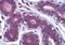 Myosin VIIA And Rab Interacting Protein antibody, orb94246, Biorbyt, Immunohistochemistry paraffin image 