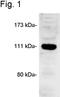 Calcium/Calmodulin Dependent Serine Protein Kinase antibody, NB300-321, Novus Biologicals, Western Blot image 
