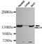 Structural Maintenance Of Chromosomes 1A antibody, TA347051, Origene, Western Blot image 