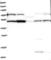 Chromosome 10 Open Reading Frame 90 antibody, NBP1-90793, Novus Biologicals, Western Blot image 