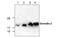 Gremlin 2, DAN Family BMP Antagonist antibody, MBS837292, MyBioSource, Western Blot image 