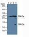 Quinoid Dihydropteridine Reductase antibody, MBS2026268, MyBioSource, Western Blot image 