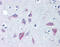 Wnt Family Member 8B antibody, 49-983, ProSci, Immunohistochemistry paraffin image 