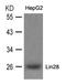 Lin-28 Homolog A antibody, AP26066PU-S, Origene, Western Blot image 