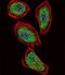Pancreatic And Duodenal Homeobox 1 antibody, PA5-14824, Invitrogen Antibodies, Immunofluorescence image 