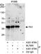 PAXIP1 Associated Glutamate Rich Protein 1 antibody, A301-979A, Bethyl Labs, Immunoprecipitation image 