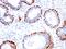 IL-12 antibody, MBS438088, MyBioSource, Immunohistochemistry frozen image 