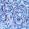 PCNA antibody, MA5-11358, Invitrogen Antibodies, Immunohistochemistry frozen image 