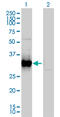 Protein FRG1 antibody, LS-C197245, Lifespan Biosciences, Western Blot image 