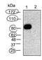 LIMP II antibody, NB400-134, Novus Biologicals, Western Blot image 