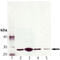 Golgi SNAP Receptor Complex Member 2 antibody, ADI-VAM-PT046-F, Enzo Life Sciences, Western Blot image 