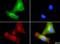 Phospholipid Transfer Protein antibody, NB400-106, Novus Biologicals, Immunocytochemistry image 