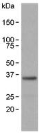 Oligodendrocyte Transcription Factor 2 antibody, ab109186, Abcam, Western Blot image 