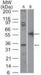 FAS antibody, NBP2-33118, Novus Biologicals, Western Blot image 