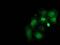 Striatin Interacting Protein 1 antibody, MA5-25394, Invitrogen Antibodies, Immunocytochemistry image 