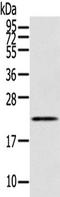 RAB17, Member RAS Oncogene Family antibody, TA350622, Origene, Western Blot image 
