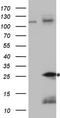 Tumor Necrosis Factor antibody, TA807833S, Origene, Western Blot image 