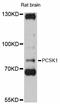 Proprotein Convertase Subtilisin/Kexin Type 1 antibody, abx126335, Abbexa, Western Blot image 