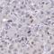 DNA replication complex GINS protein PSF2 antibody, HPA057285, Atlas Antibodies, Immunohistochemistry frozen image 