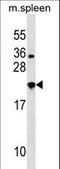 Neurexophilin 3 antibody, LS-C163088, Lifespan Biosciences, Western Blot image 