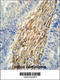 UPF0405 protein C3orf75 antibody, 61-814, ProSci, Immunohistochemistry paraffin image 