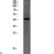 Peroxisomal membrane protein PEX14 antibody, LS-C813494, Lifespan Biosciences, Western Blot image 