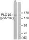 Phospholipase C Beta 3 antibody, LS-C199471, Lifespan Biosciences, Western Blot image 