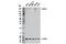 CD109 Molecule antibody, 24765S, Cell Signaling Technology, Western Blot image 