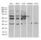 E3 ubiquitin ligase RNF4 antibody, LS-C795872, Lifespan Biosciences, Western Blot image 