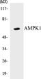 Protein Kinase AMP-Activated Catalytic Subunit Alpha 1 antibody, EKC1027, Boster Biological Technology, Western Blot image 