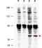 Fanconi anemia group F protein antibody, orb345463, Biorbyt, Western Blot image 