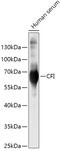  antibody, GTX32531, GeneTex, Western Blot image 