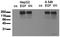 EGFR antibody, AM00031PU-N, Origene, Western Blot image 