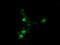 Ubiquitin Conjugating Enzyme E2 G2 antibody, LS-C174163, Lifespan Biosciences, Immunofluorescence image 