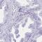 Lin-28 Homolog B antibody, HPA036630, Atlas Antibodies, Immunohistochemistry frozen image 