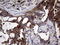 Granulophysin antibody, CF803392, Origene, Immunohistochemistry paraffin image 