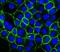 Cadherin 3 antibody, A03353-2, Boster Biological Technology, Immunofluorescence image 