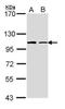 Formin Like 1 antibody, NBP1-33431, Novus Biologicals, Western Blot image 
