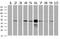 SEC14 Like Lipid Binding 2 antibody, MA5-25728, Invitrogen Antibodies, Western Blot image 