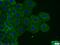 Torsin 1A Interacting Protein 2 antibody, 24769-1-AP, Proteintech Group, Immunofluorescence image 