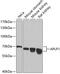 Amyloid Beta Precursor Like Protein 1 antibody, GTX30055, GeneTex, Western Blot image 