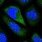 Contactin-5 antibody, NBP1-83242, Novus Biologicals, Immunocytochemistry image 