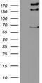 Zinc finger protein GLI2 antibody, TA804601, Origene, Western Blot image 